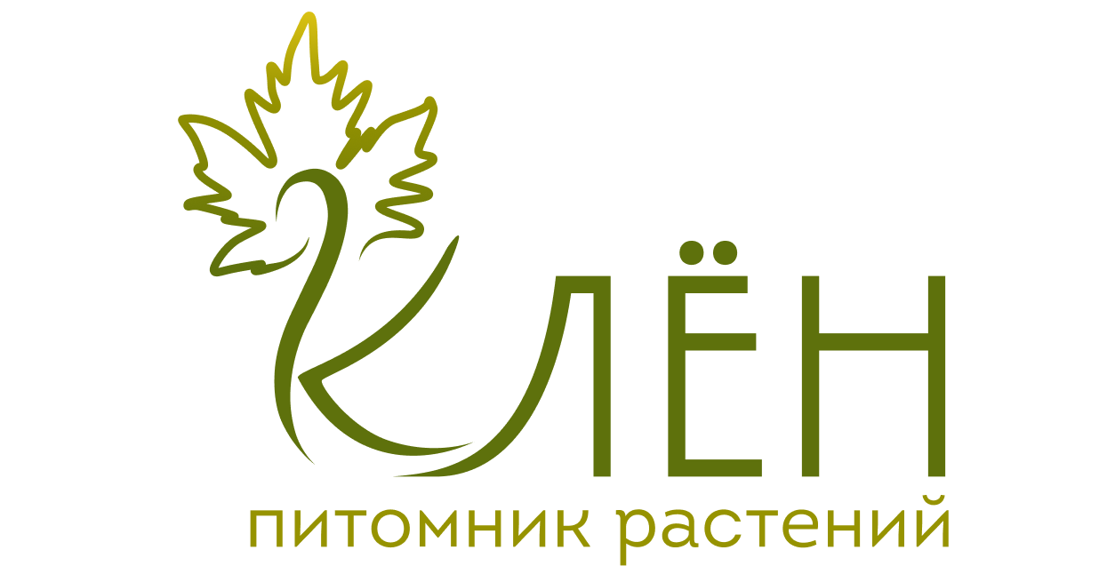 Клён